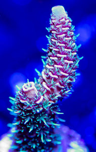 Fuzzy Navel Acropora - Acropora millepora