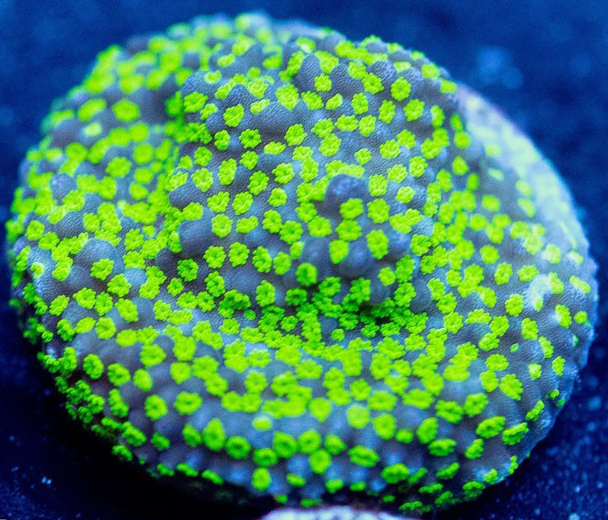 Hulk Monti - Montipora Sp.