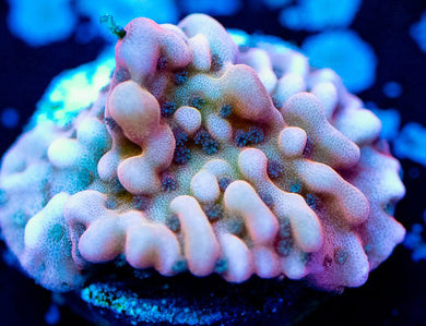 Nauti Spiral Monti - Montipora Sp.