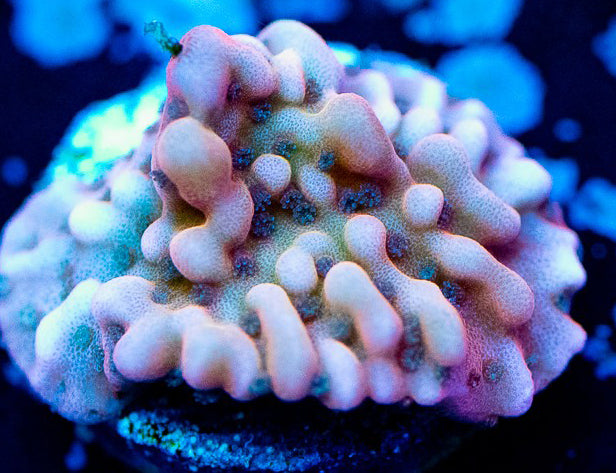 Nauti Spiral Monti - Montipora Sp.