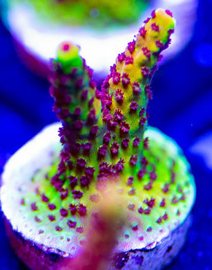 PC Rainbow Acro - Acropora Sp. (Very Large)