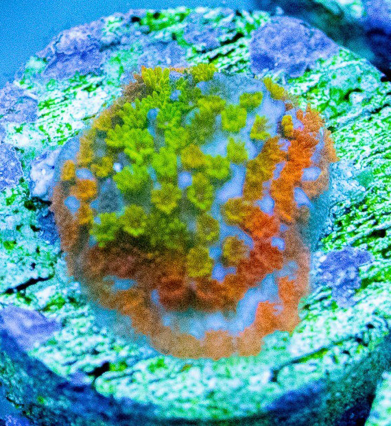 Rainbow Monti - Montipora Sp.