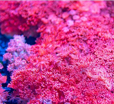 Red Goniopora  - Goniopora Lobata