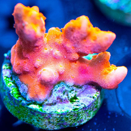 Red/Orange Setosa Monti - Montipora Sp.