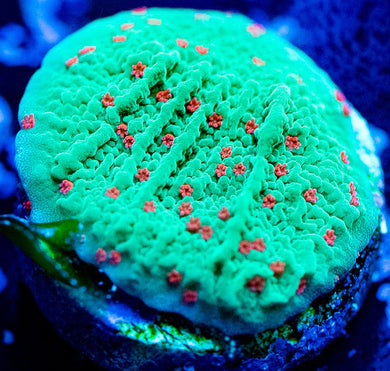 Seasons Greetings Monti - Montipora Sp.