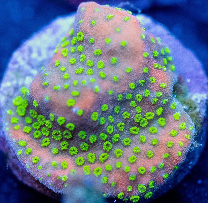 Sunset Monti - Montipora Sp.