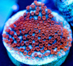 Superman Monti - Montipora Sp.