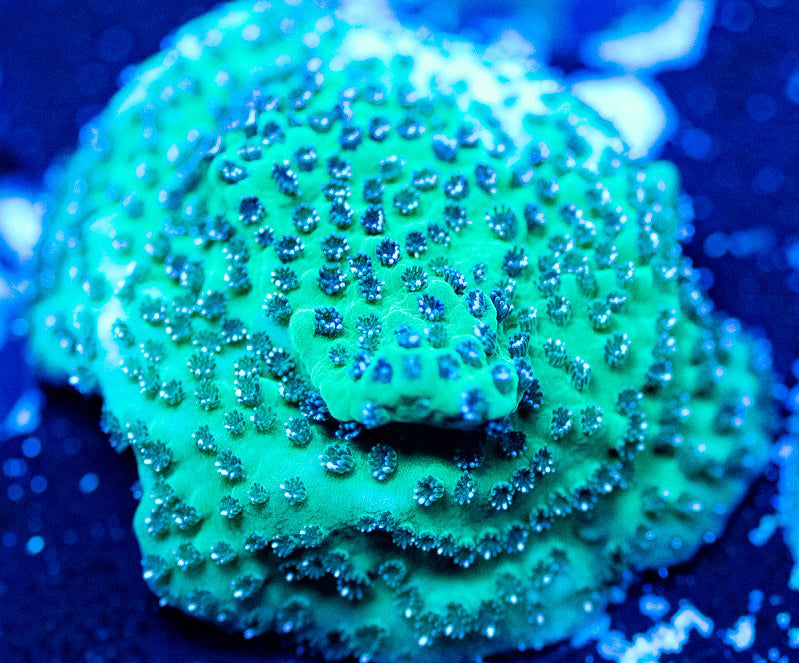 Wintergreen Monti - Montipora Sp.