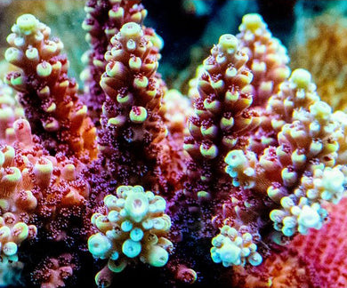 Light Bright Acro  - Acropora Sp.