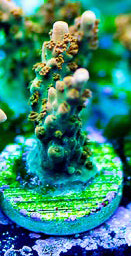 Tangerine Dreams Acro - Acropora Sp.