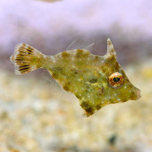 Aiptasia Eating Filefish Leatherjacket - (Acreichthys tomentosus)