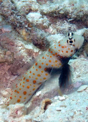 Orange Spotted Prawn Goby  (Amblyeleotris guttata)