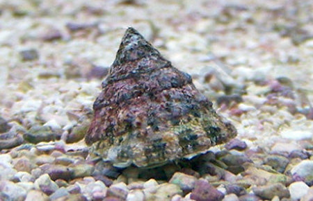 Conehead Astrea Turbo Snail  Atlantic (Lithopoma tectum) Astraea