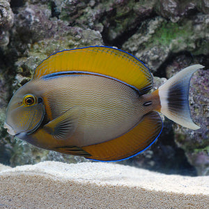 Black Spot Tang (Bariene) - (Acanthurus bariene)