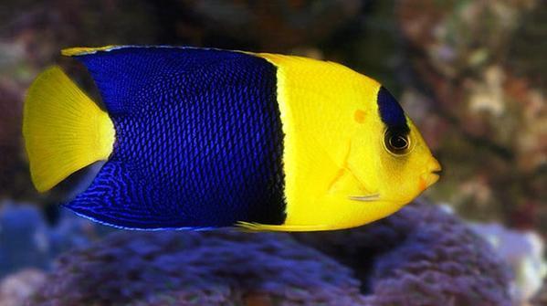 Bicolor Angelfish (Centropyge bicolor)