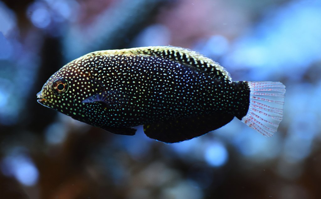 Black Leopard Wrasse - (Macropharyngodon negrosensis)