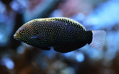 Black Leopard Wrasse - (Macropharyngodon negrosensis)