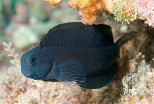 Black Sailfin Algae Blenny