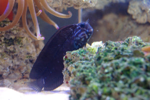 Black Combtooth Blenny (Ecsenius namiyei)