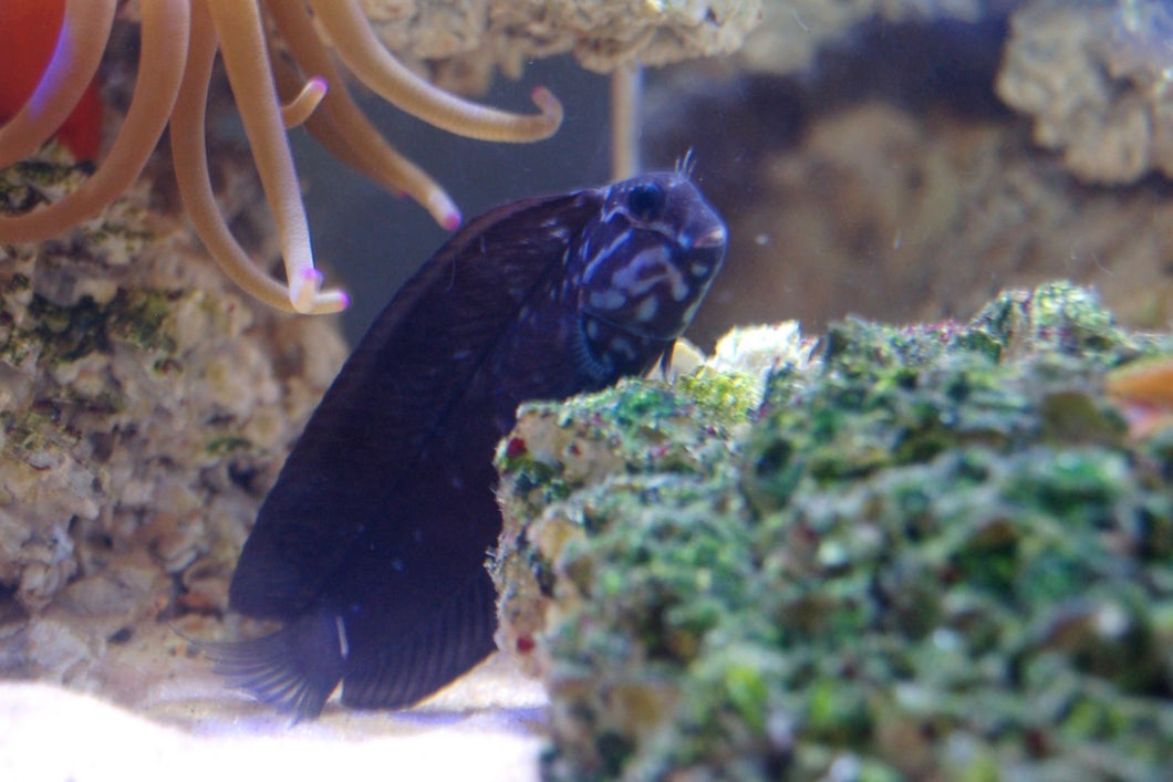 Black Combtooth Blenny (Ecsenius namiyei)