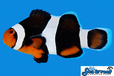 Black Photon Clown - Amphiprion ocellaris X Amphiprion percula