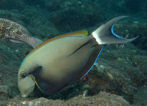 Epaulette Surgeonfish Black Shoulder Tang (Acanthurus nigricauda)