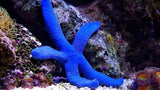 Linckia Sea Star - (Linckia teres) (Linckia laevigata) (Echinaster sp.)