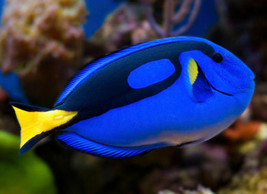 Blue Hippo Tang  (Paracanthurus hepatus)