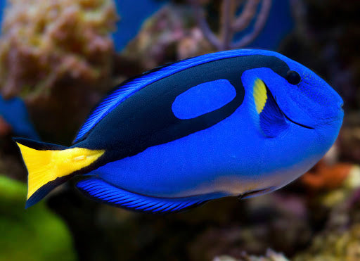 Blue Hippo Tang  (Paracanthurus hepatus)