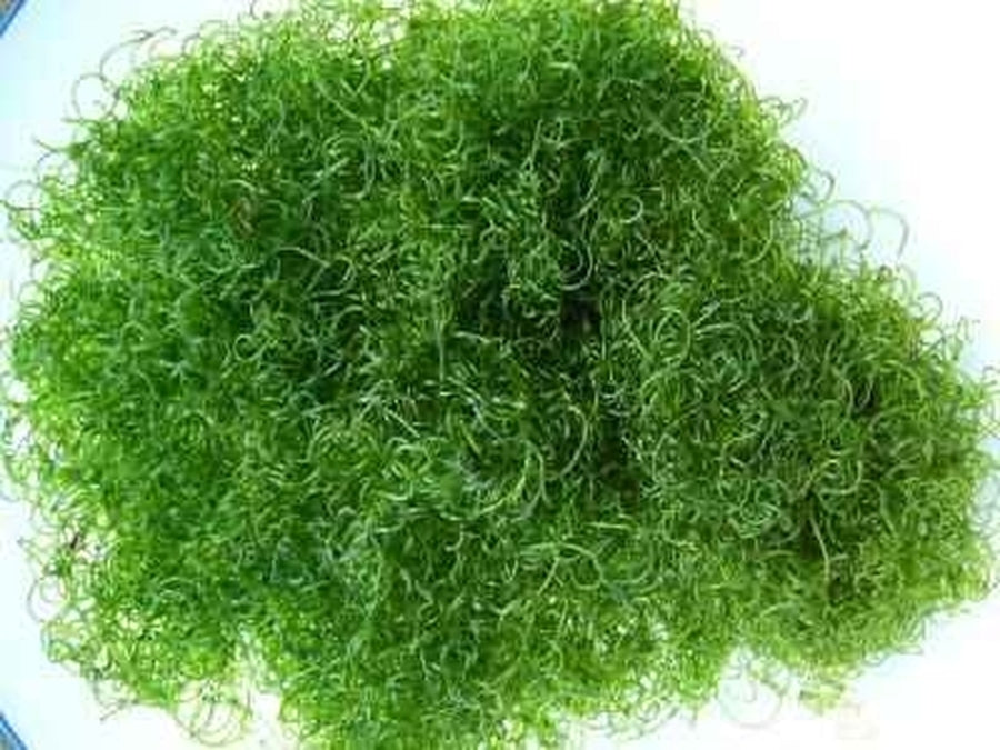 Chaetomorpha Algae, Aquacultured - (Chaetomorpha sp.)