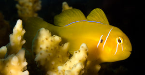 Clown Goby, Citrinis  (Gobiodon citrinus)