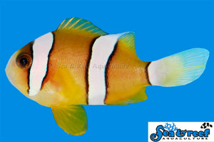 Clarkii Clownfish, Captive-Bred (Amphiprion clarkii)