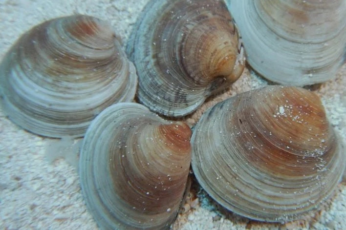 Cleaner Clam (Mercenaria mercenaria)
