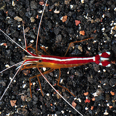 Scarlet Skunk Cleaner Shrimp  (Lysmata amboinensis)