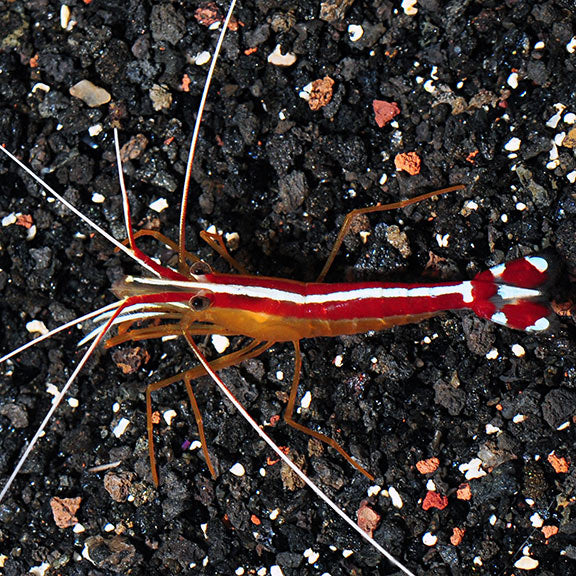 Scarlet Skunk Cleaner Shrimp  (Lysmata amboinensis)