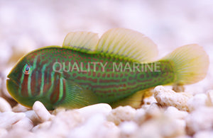 Green Clown Goby - (Gobiodon histrio) - (Gobiodon atrangulatus)