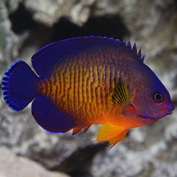 Coral Beauty Angel 