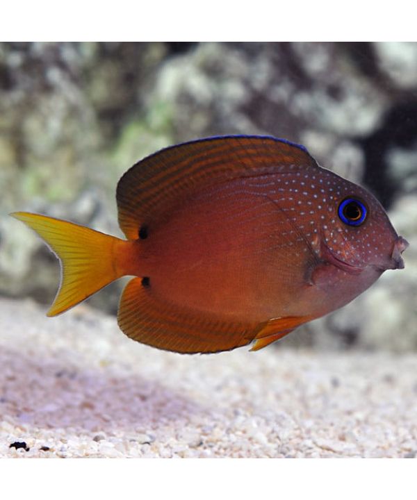 Two Spot Bristletooth Tang - (Ctenochaetus binotatus)