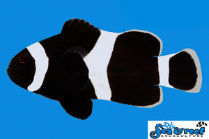 Black Ocellaris (Darwin) Clownfish - Amphiprion ocellaris