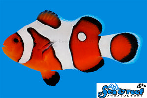 DaVinci Clown Grade A - Amphiprion ocellaris
