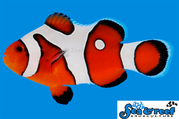DaVinci Clown Grade A - Amphiprion ocellaris