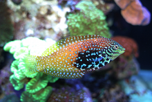 Load image into Gallery viewer, Vermiculate Blue Star (Divided) Leopard Wrasse - (Macropharyngodon bipartitus)
