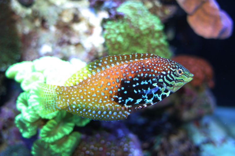 Vermiculate Blue Star (Divided) Leopard Wrasse - (Macropharyngodon bipartitus)