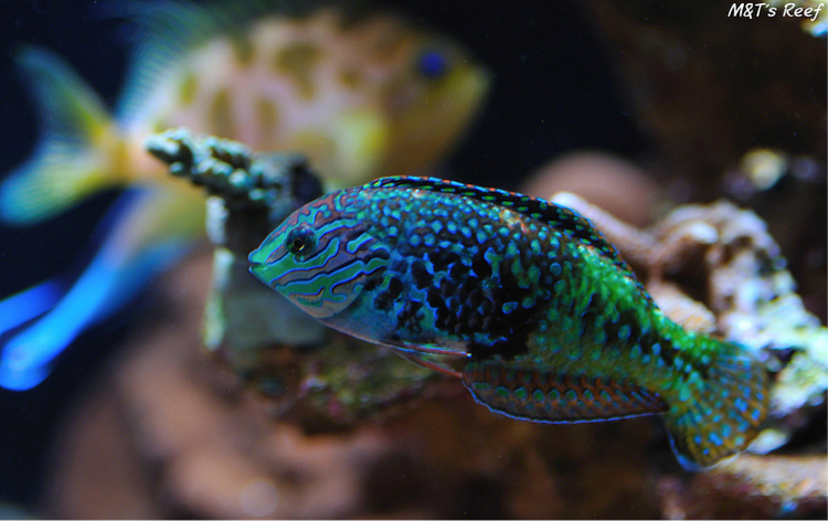 Vermiculate Blue Star (Divided) Leopard Wrasse - (Macropharyngodon bipartitus)