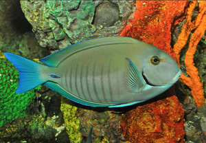 Doctorfish Tang - (Acanthurus chirurgus)