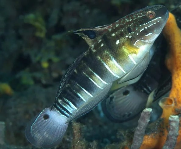 Dragon Goby (Amblyeleotris phaleana)