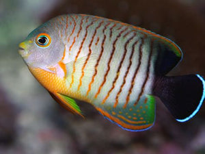 Red Stripe (Eibil's) Angelfish (Centropyge eibli)