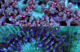 Elegance Coral (Purple/Pink Tip) - (Catalaphyllia jardinei)