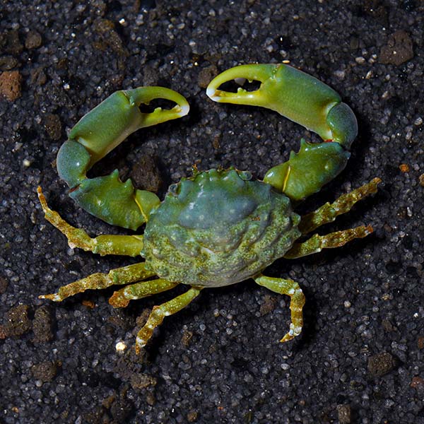 Emerald Crab  (Mithraculus sculptus)
