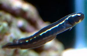 Engineer Goby (Pholidichthys leucotaenia)